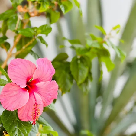 Sunshine Daydream Costa Adeje Appartement