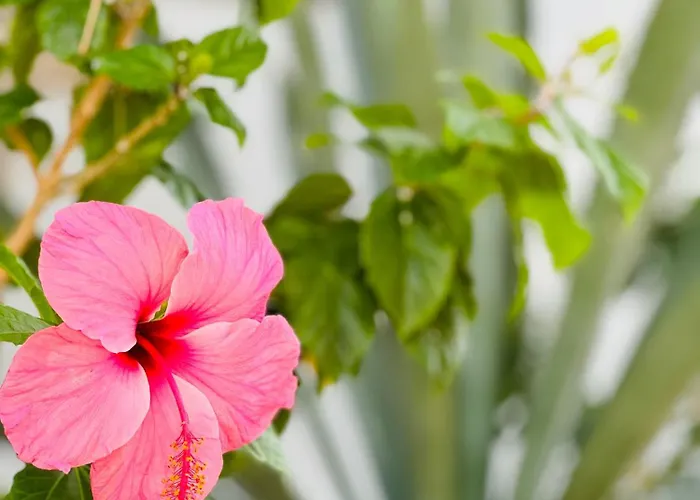 Sunshine Daydream Costa Adeje Apartman