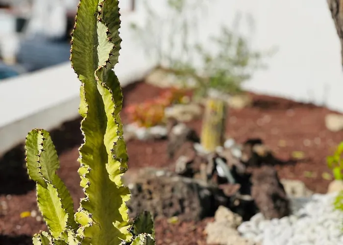 Sunshine Daydream Costa Adeje