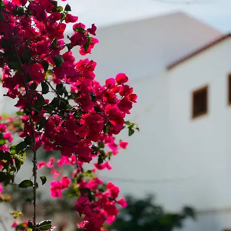 Sunshine Daydream Costa Adeje * Плайя-Фаньябе