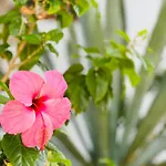 Sunshine Daydream Costa Adeje Apartment